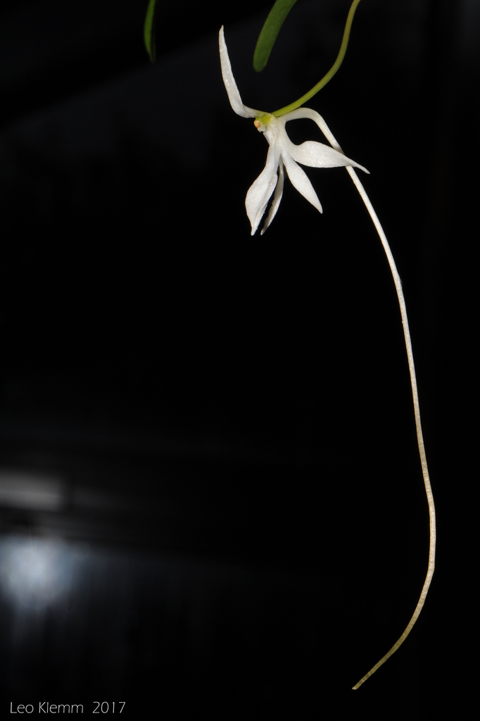 Jumellea flavescens