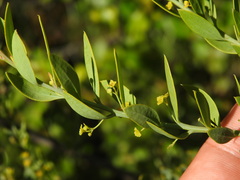 Osyris lanceolata, photograph (c) Duarte Frade, some rights reserved (CC BY)