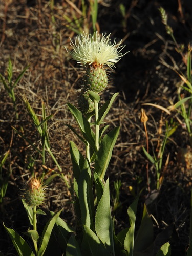 Klasea flavescens, photograph 6