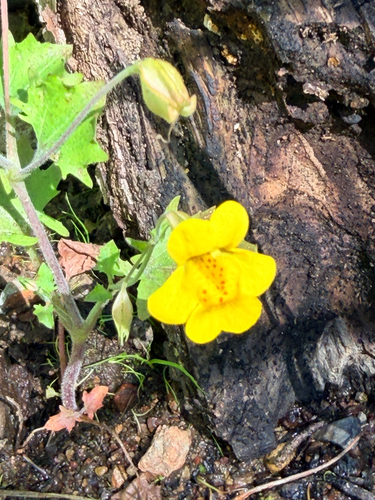 Erythranthe microphylla, photograph 6