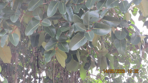 Ficus crocata