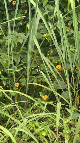 Thunbergia alata observed 2026-05-17
