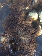 Cryptosiphonia woodii