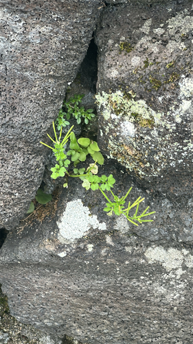 Cardamine occulta observed 2026-05-17