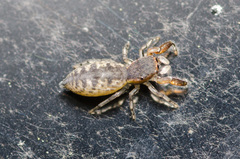 Cheliferoides segmentatus