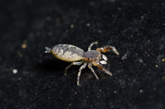 Cheliferoides segmentatus