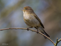 Phylloscopus collybita collybita
