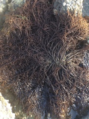 Cryptosiphonia woodii