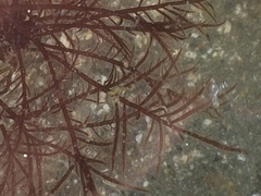 Cryptosiphonia woodii