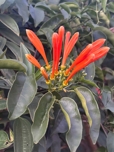 Pyrostegia venusta