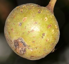 Apocrypta guineensis