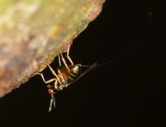 Apocrypta guineensis