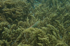 Halichoeres solorensis