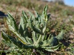 Eriogonum gracillimum