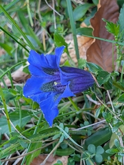 Gentiana angustifolia, photograph (c) Denis Bastianelli, some rights reserved (CC BY)
