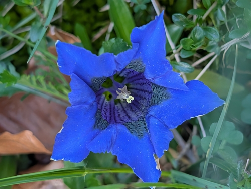 Gentiana angustifolia, photograph 4