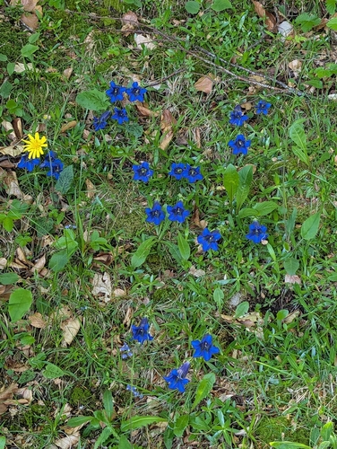 Gentiana angustifolia, photograph 5