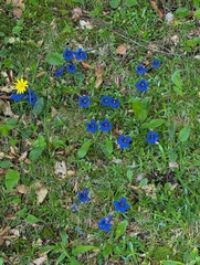 Gentiana angustifolia, photograph (c) Denis Bastianelli, some rights reserved (CC BY)