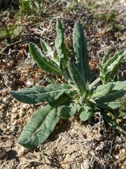 Eriogonum gracillimum