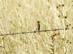 Polystictus pectoralis