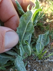 Eriogonum gracillimum