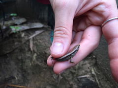 Scincella formosensis