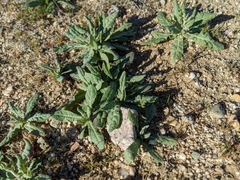 Eriogonum gracillimum