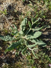 Eriogonum gracillimum