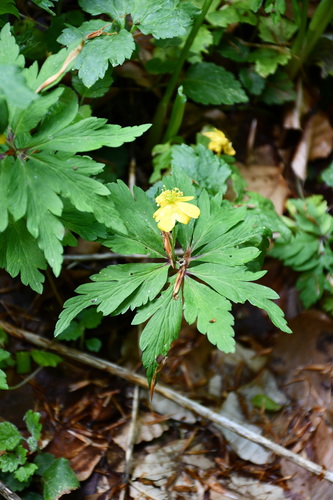 Yellow Anemone