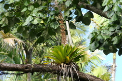 Vriesea macrostachya