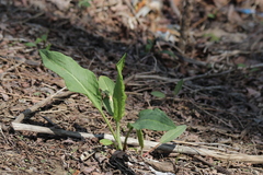Rumex altissimus