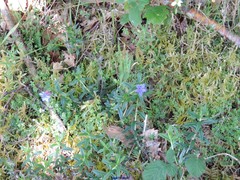 Glandora diffusa
