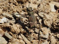 Cicindela sylvicola