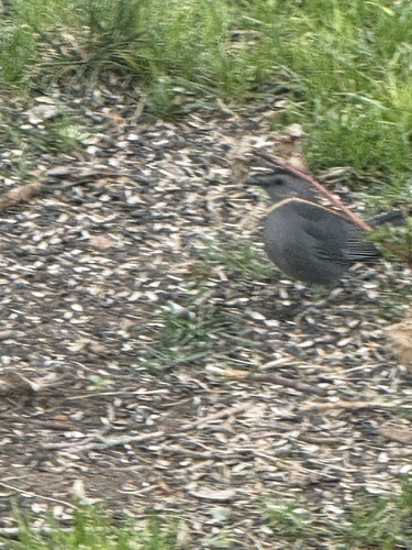 Gray Catbird photographed in Wyoming