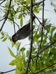 Passer domesticus