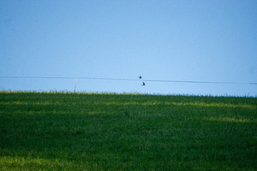 Rauchschwalbe