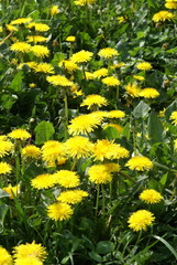 Taraxacum officinale