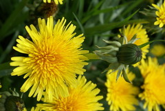 Taraxacum officinale