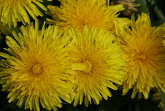 Taraxacum officinale