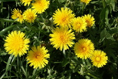 Taraxacum officinale