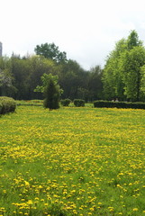 Taraxacum officinale