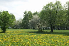 Taraxacum officinale