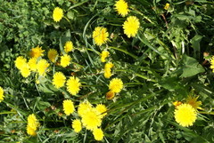 Taraxacum officinale