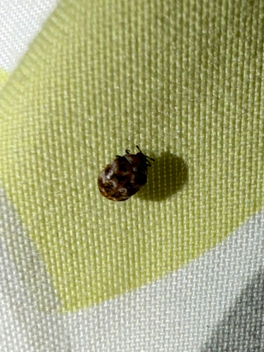 Varied Carpet Beetle