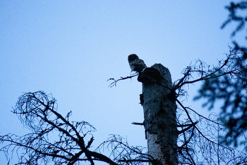 Waldkauz