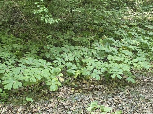 mayapple