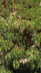 Leucaena leucocephala