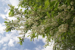 Prunus padus
