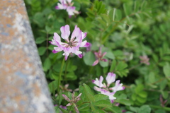 Astragalus sinicus