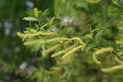 Salix triandra
